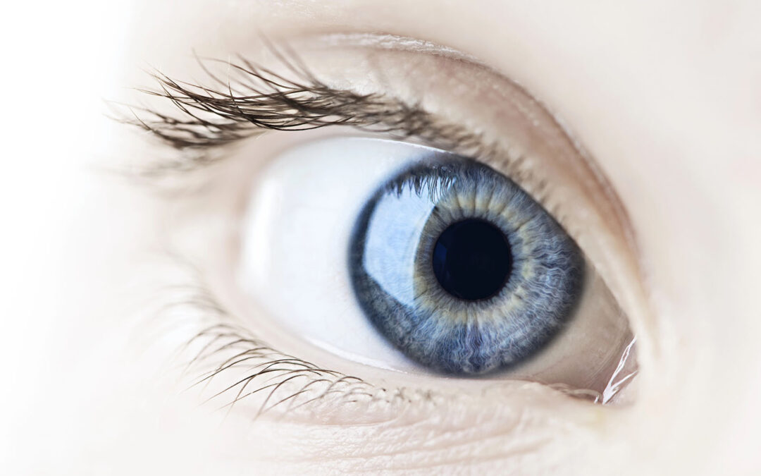 Budowa oka – jak działa narząd wzroku?
